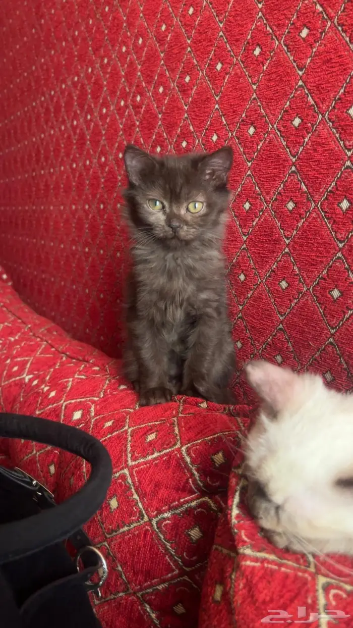 قطه انثى للتبني(لا يكلموني الا الجادين) 3