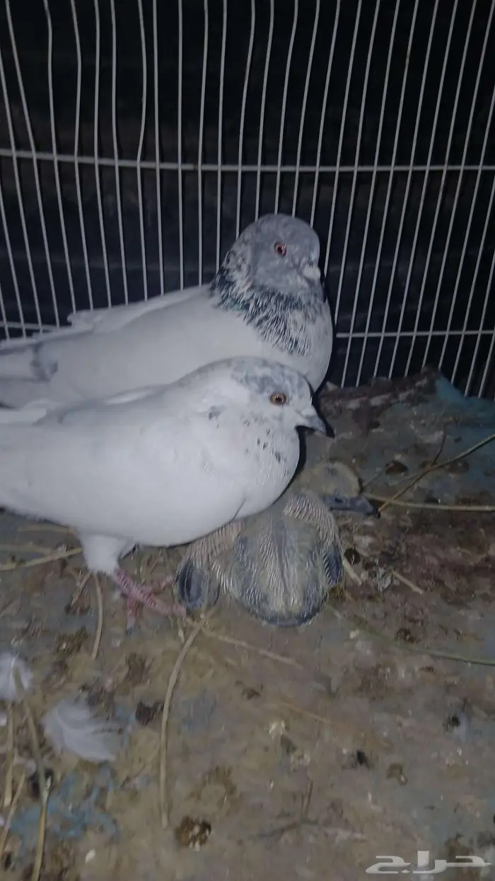 حمام باكستاني جوز معا انتجه وذكرين قلاب على السوم 0