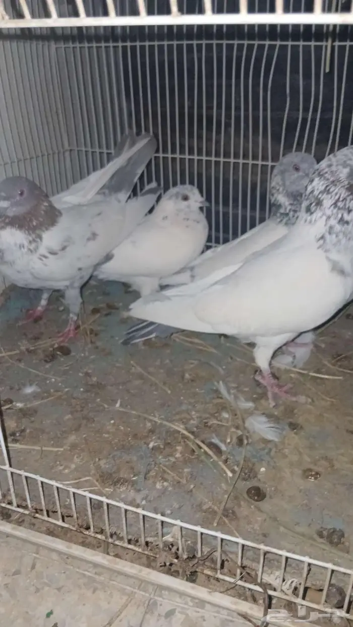 حمام باكستاني جوز معا انتجه وذكرين قلاب على السوم 1