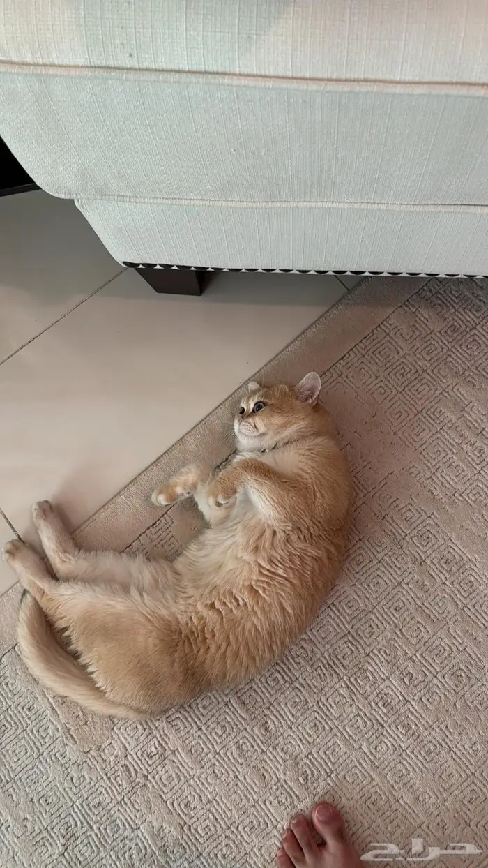 للبيع قط سكوتش قولد 5