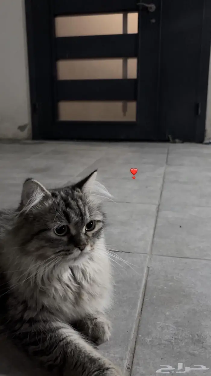 أنثى شيرازي للتبني 0