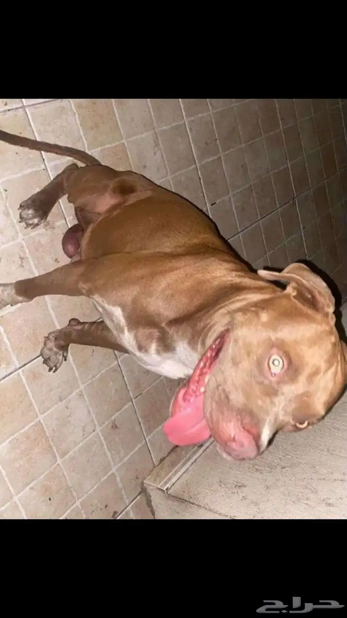 كلب بتبول ريد نويس العمر ثلاث سنوات 1