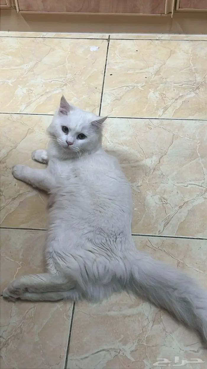 قط ذكر عمره تقريبا 8 شهور لتبني 0