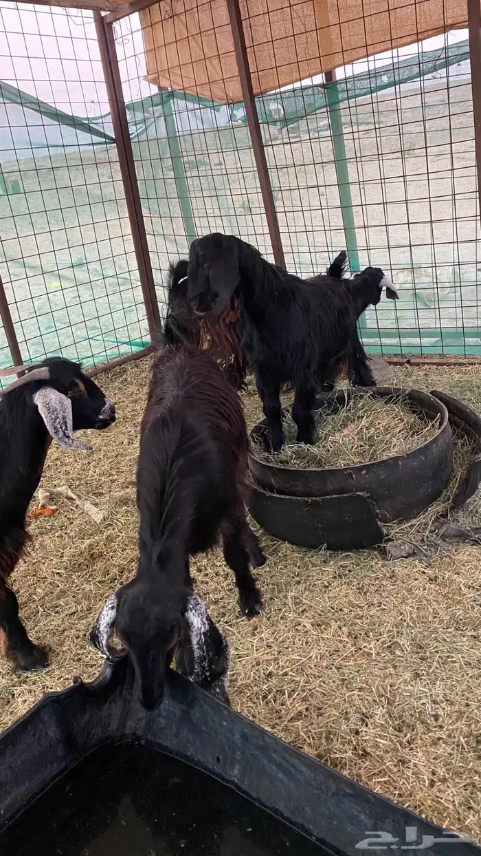 2 تيوس وجفرة ثلاجه 1