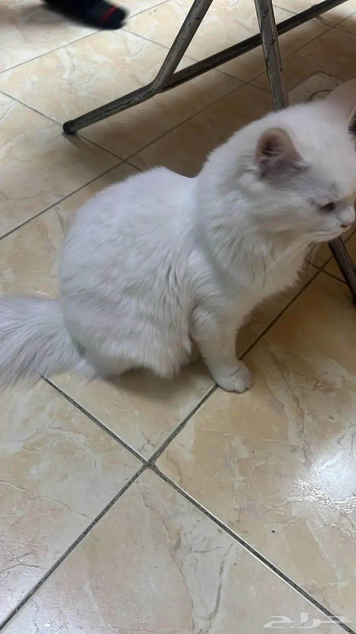 قط ذكر عمره تقريبا 8 شهور لتبني 1