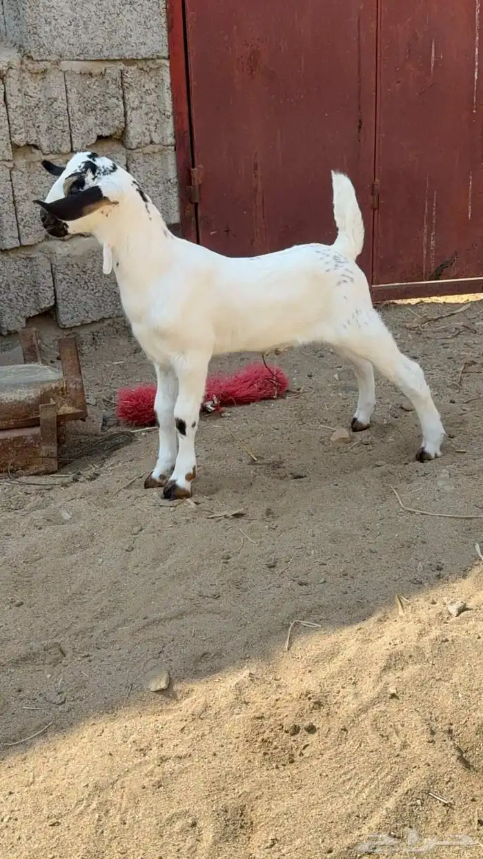 مشروع بيشي فاخر 1