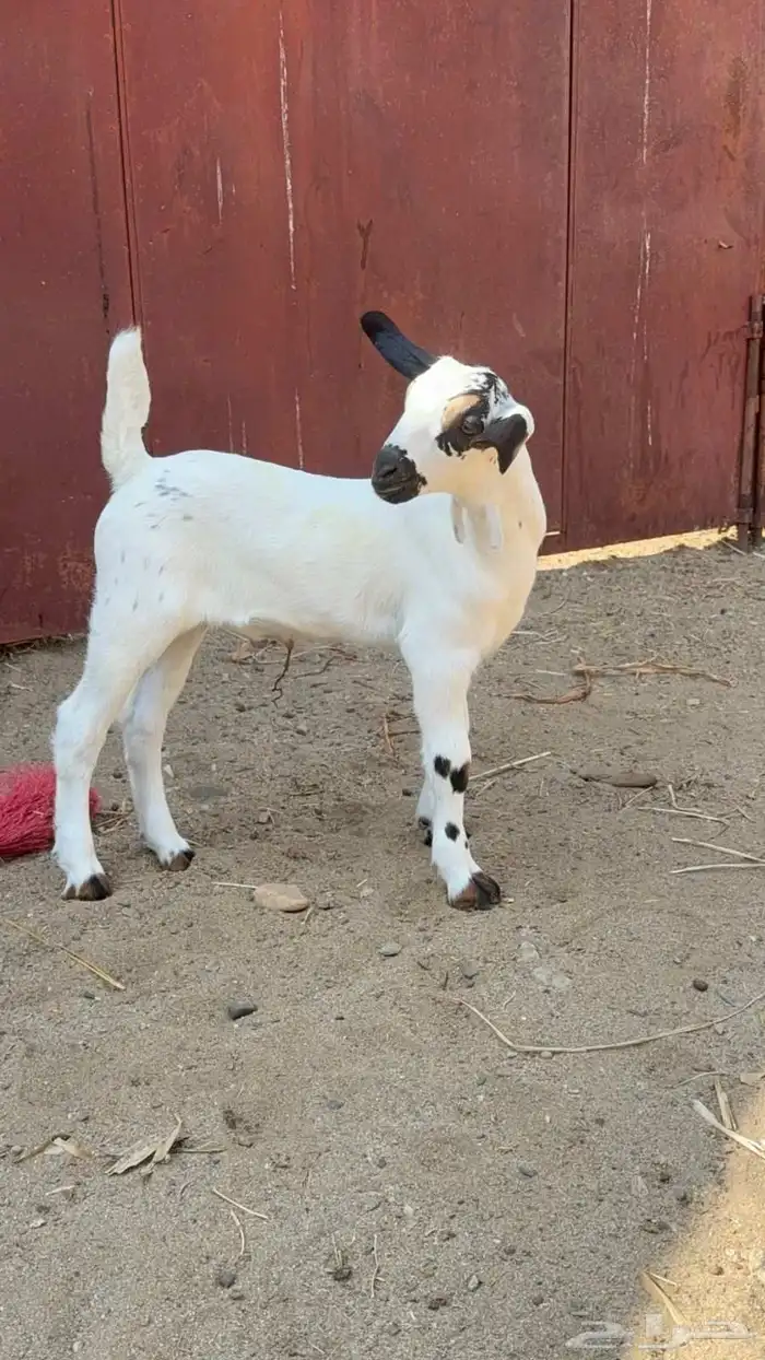 مشروع بيشي فاخر 3