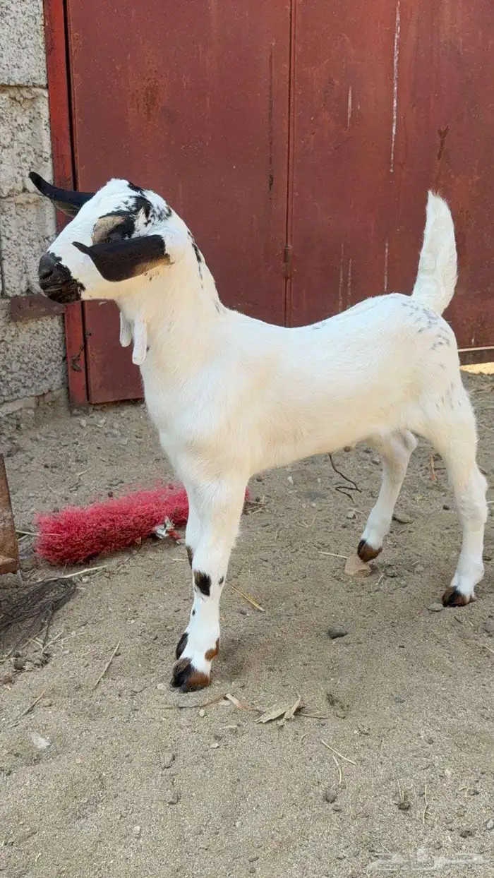 مشروع بيشي فاخر 2