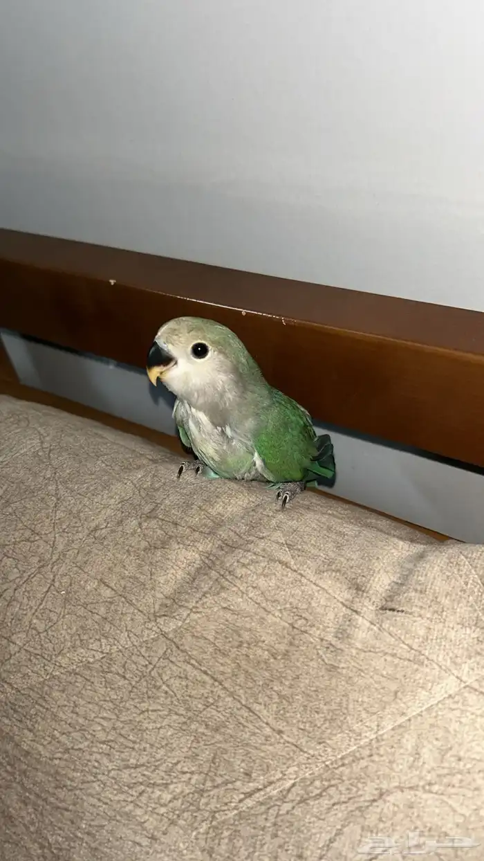 روز للبيع العمر من شهر ونص إلى شهرين الجنس غير معروف الموقع 1