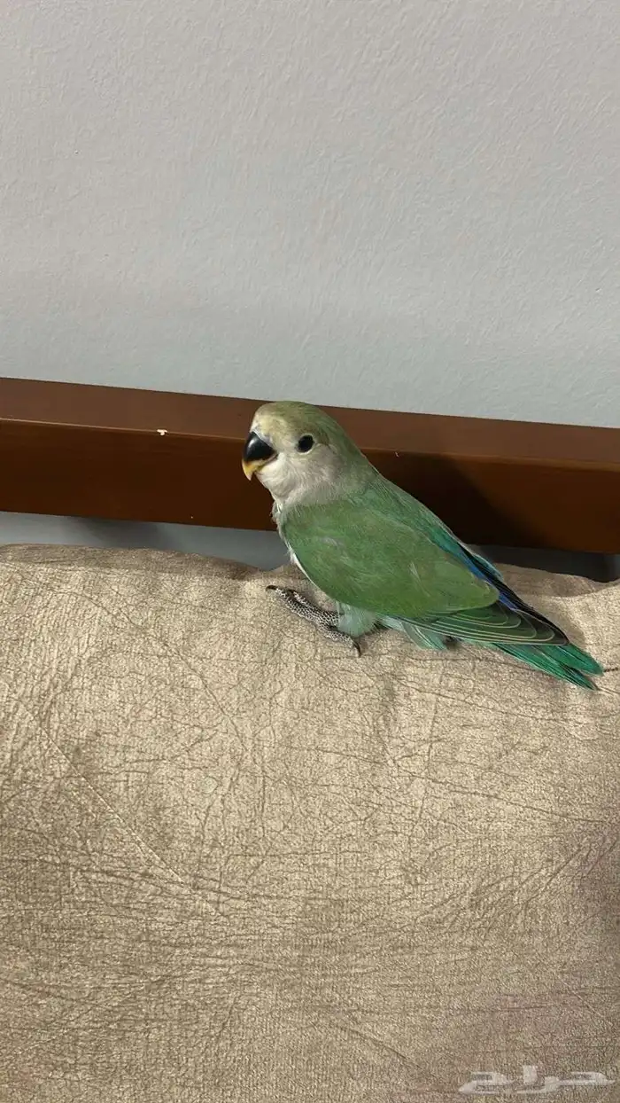 روز للبيع العمر من شهر ونص إلى شهرين الجنس غير معروف الموقع 2