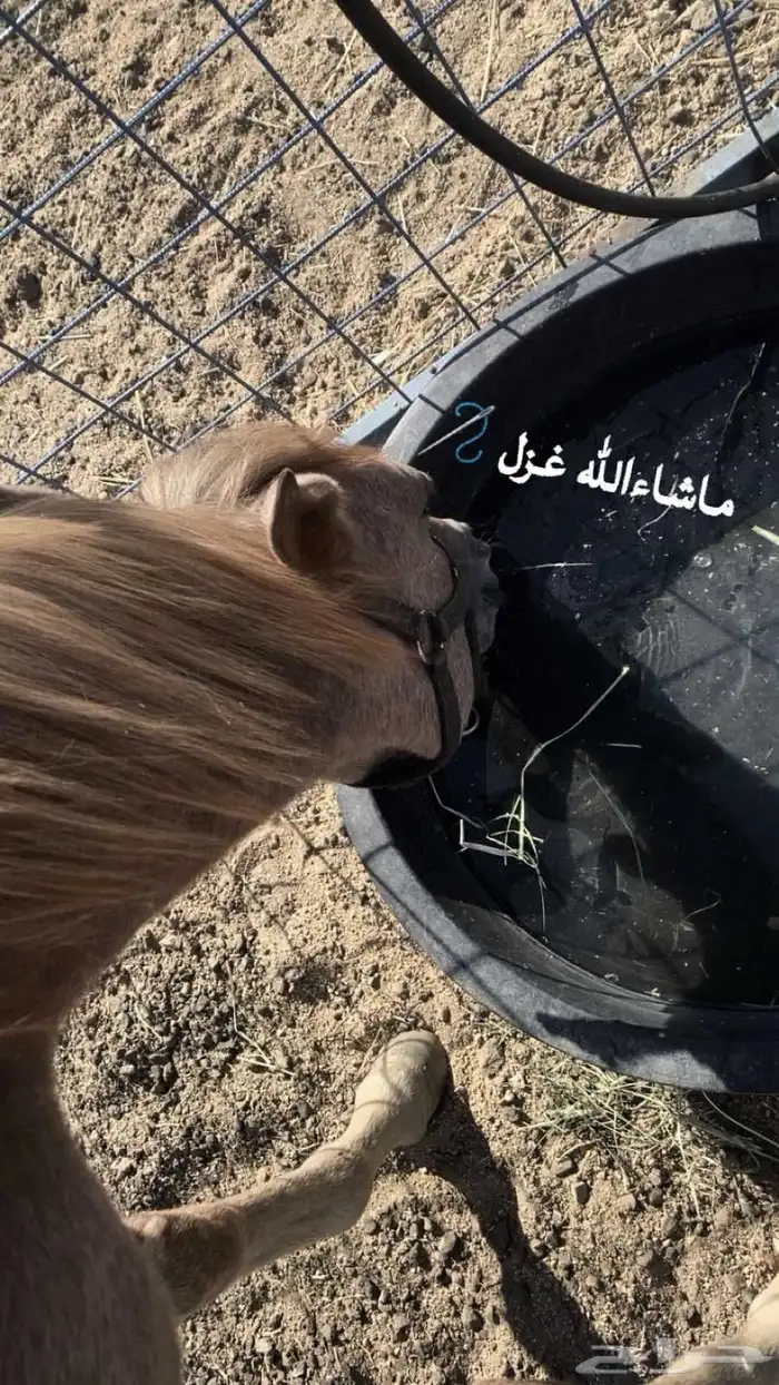 مهره عربيه 0