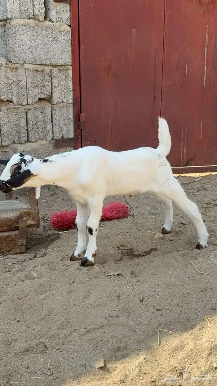 مشروع بيشي فاخر 6