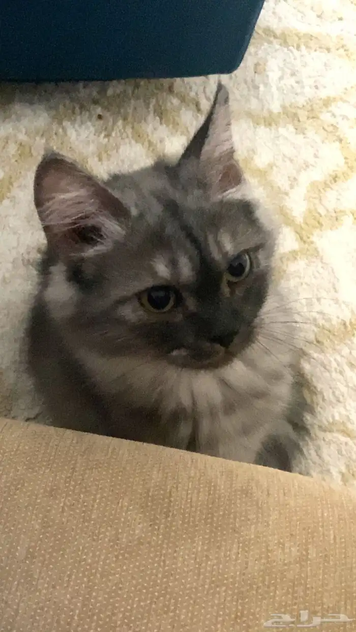 قطه شيرازي عمر 4 شهور 3