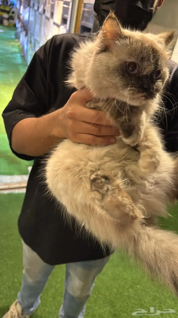 قطة النوع هملايا معاها دفتر التطعيمات ومعاها الصندوق حقها 1