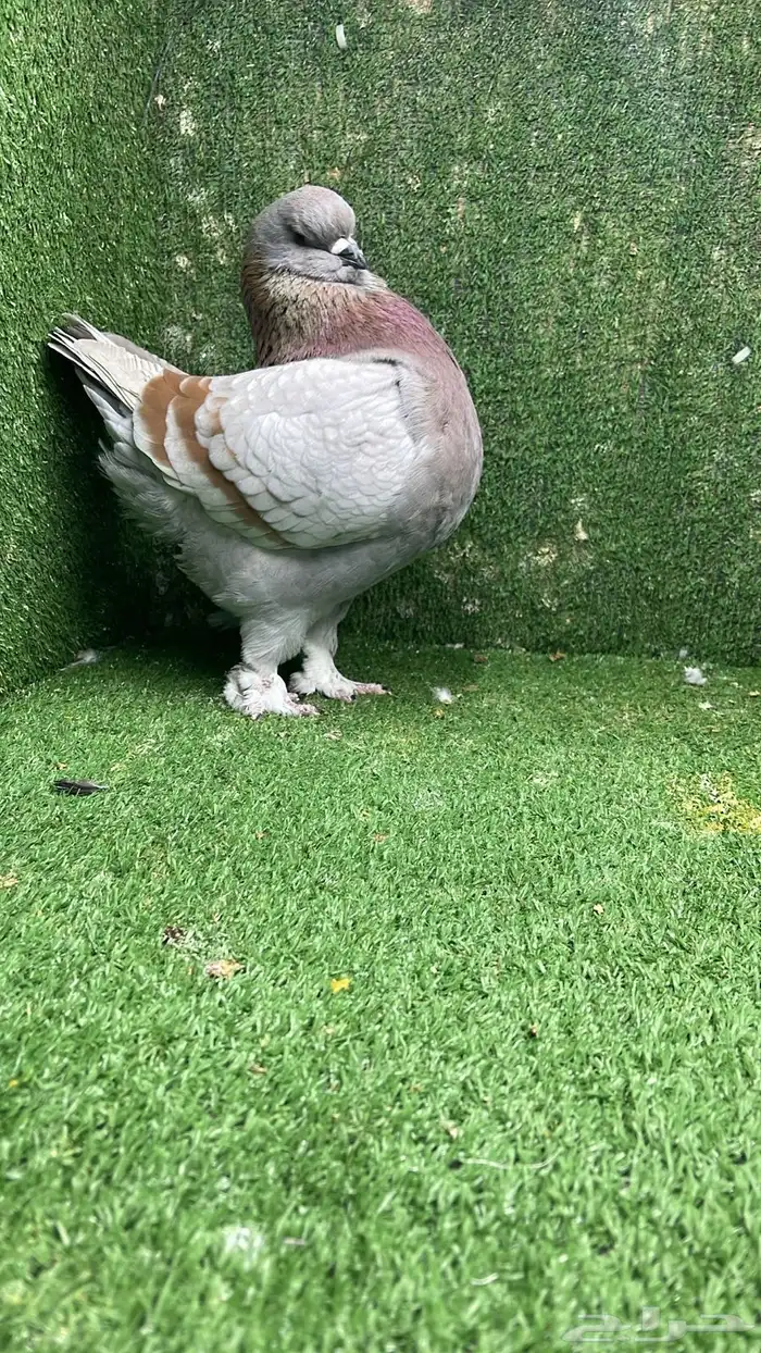 جوز مودينا كنق تم البيع تم البيع 7