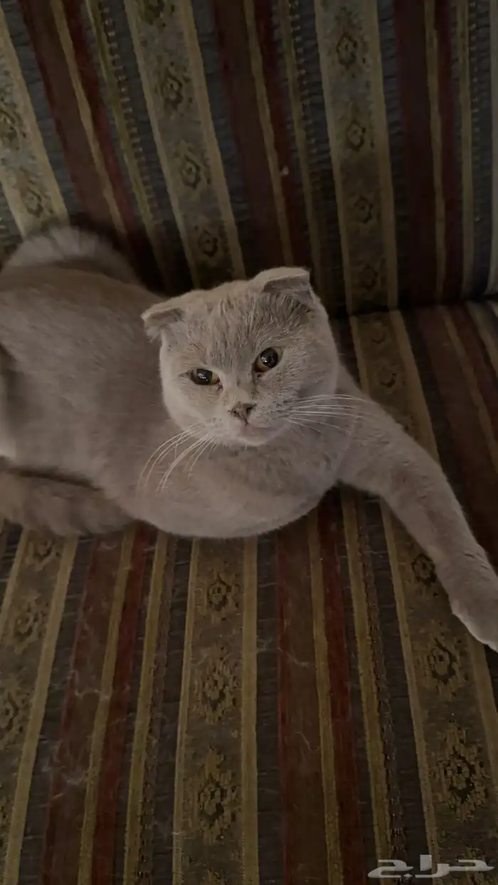 قطة انثى للتزاوج 2