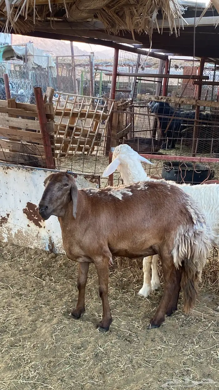 نعجه للبيع حايل 2