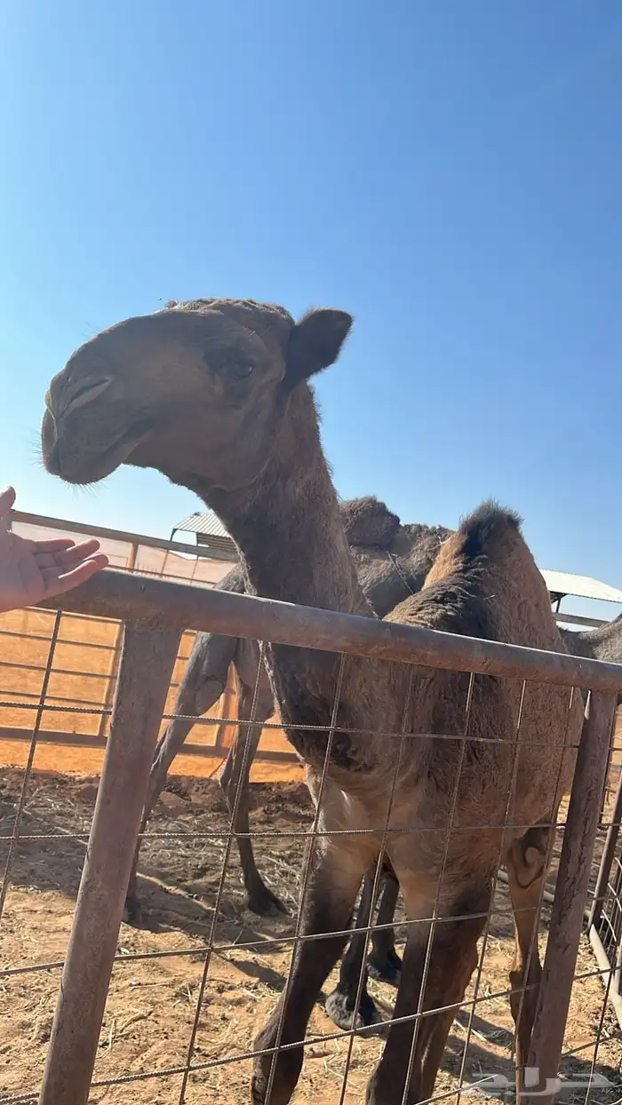 مفروده للبيع 0