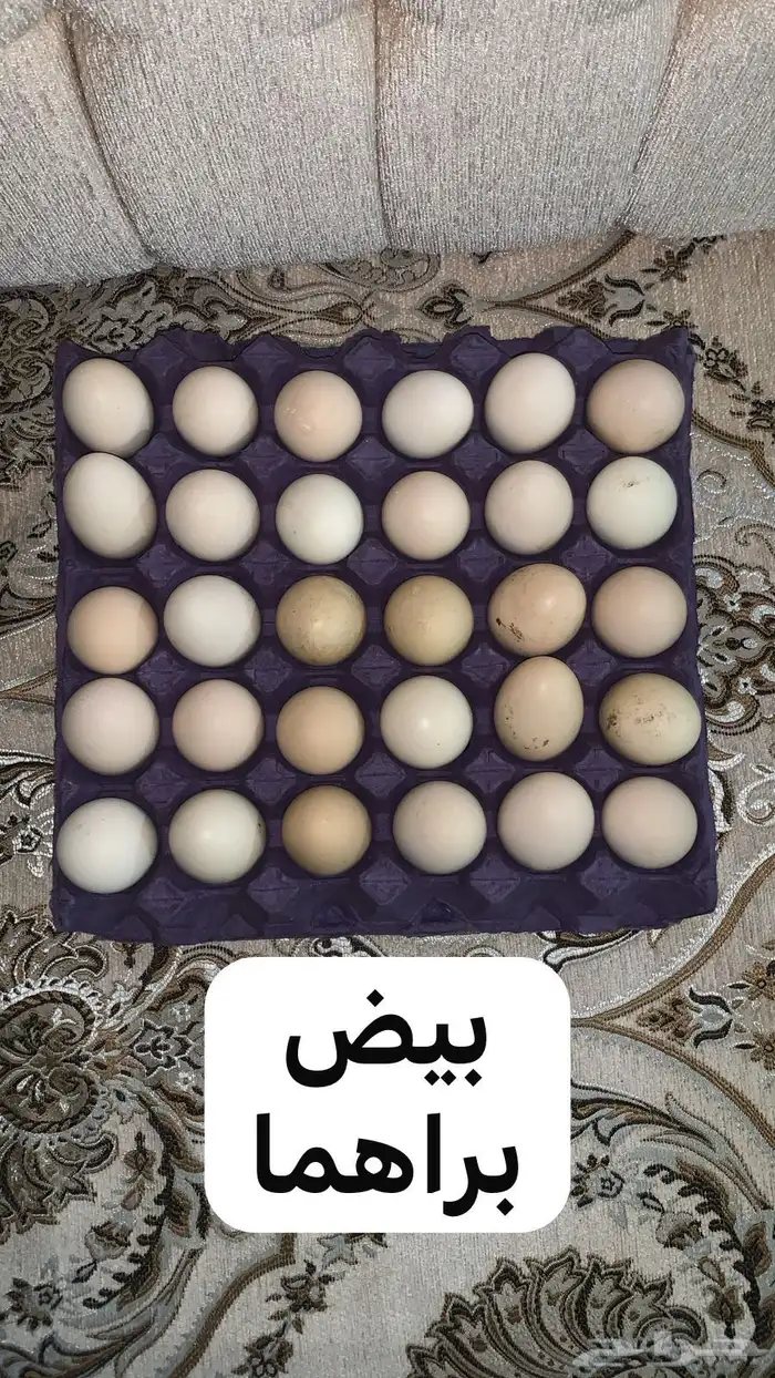بيض دجاج براهما 1