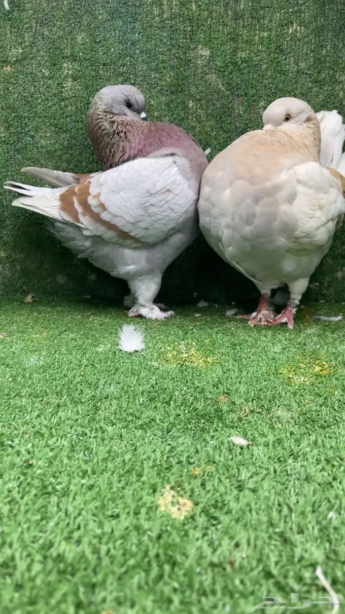 جوز مودينا كنق تم البيع تم البيع 6