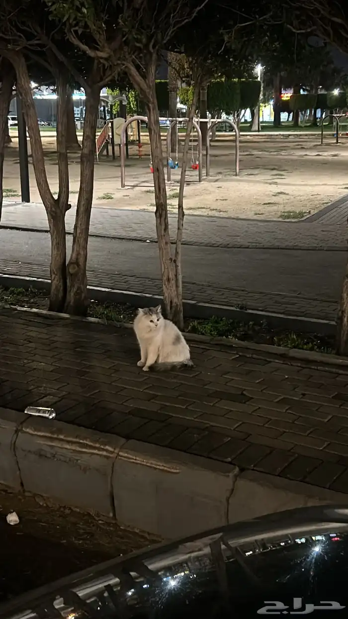 قط مطشوش خايف عند السوق السمك راعيه الأن راعيه طاشه 0