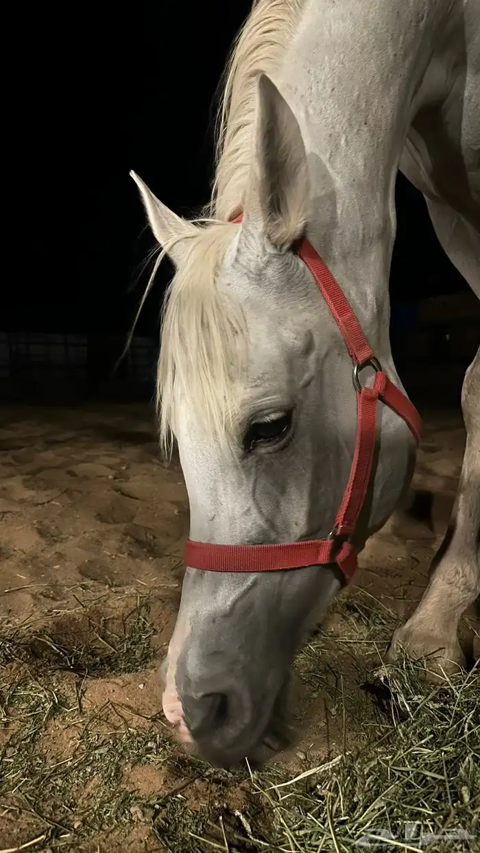 فرس واهو لقاح 7 شهور 0