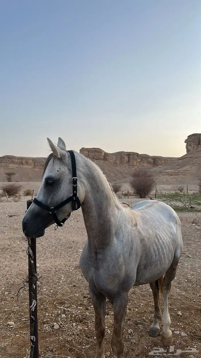 خيل 3