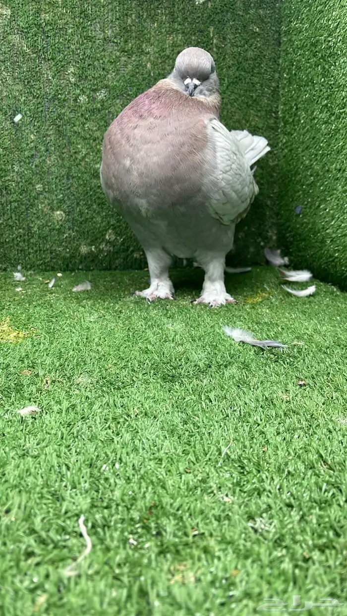 جوز مودينا كنق تم البيع تم البيع 8