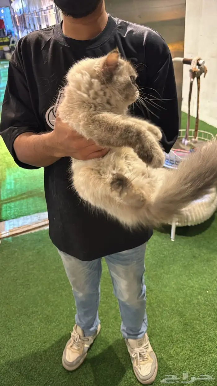 قطة النوع هملايا معاها دفتر التطعيمات ومعاها الصندوق حقها 0