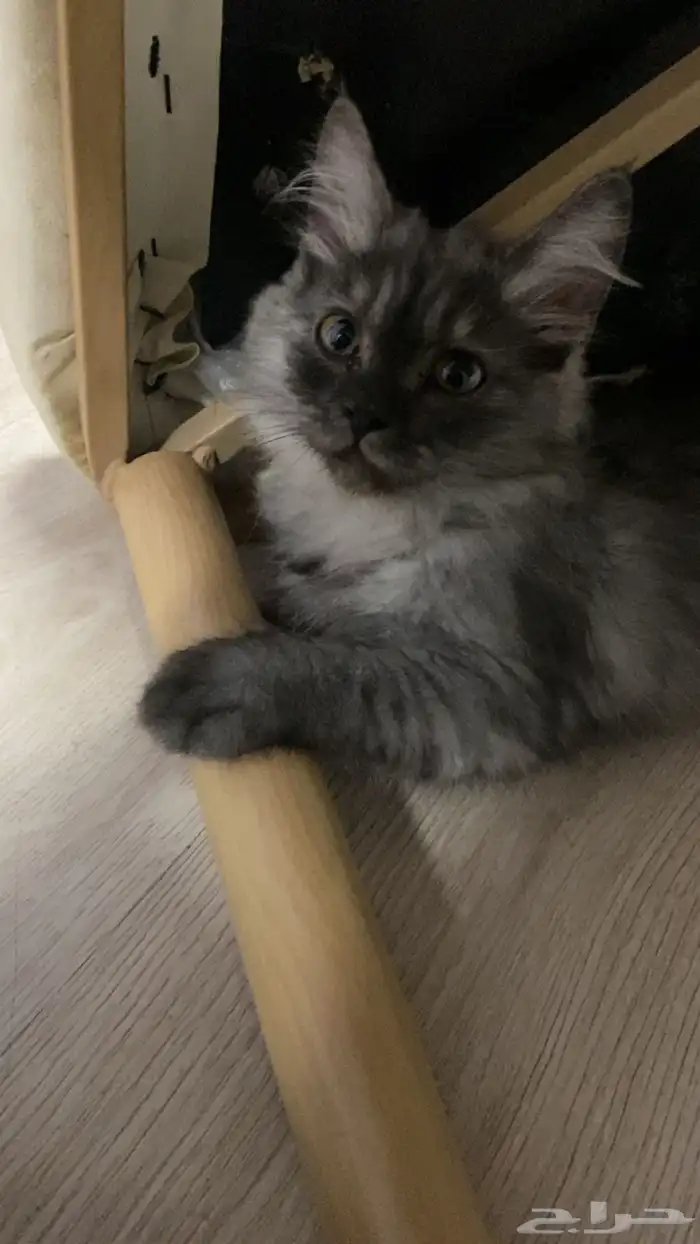 قطه شيرازي عمر 4 شهور 2