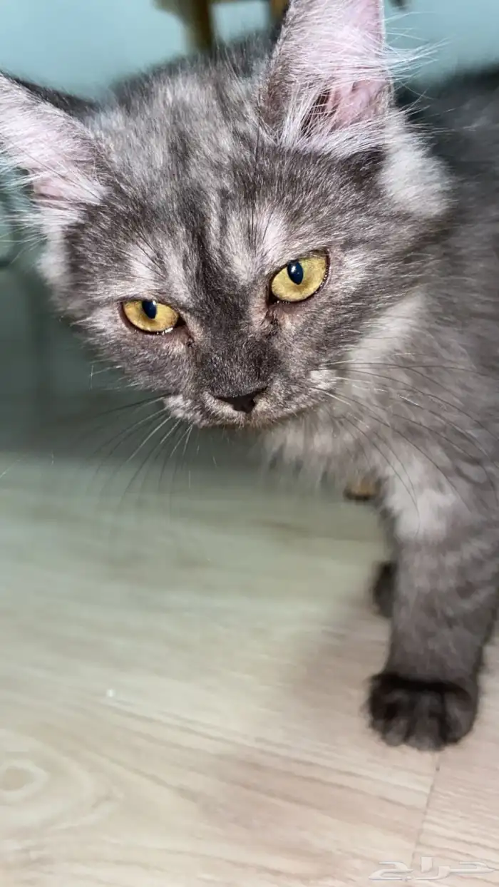 قطه شيرازي عمر 4 شهور 4