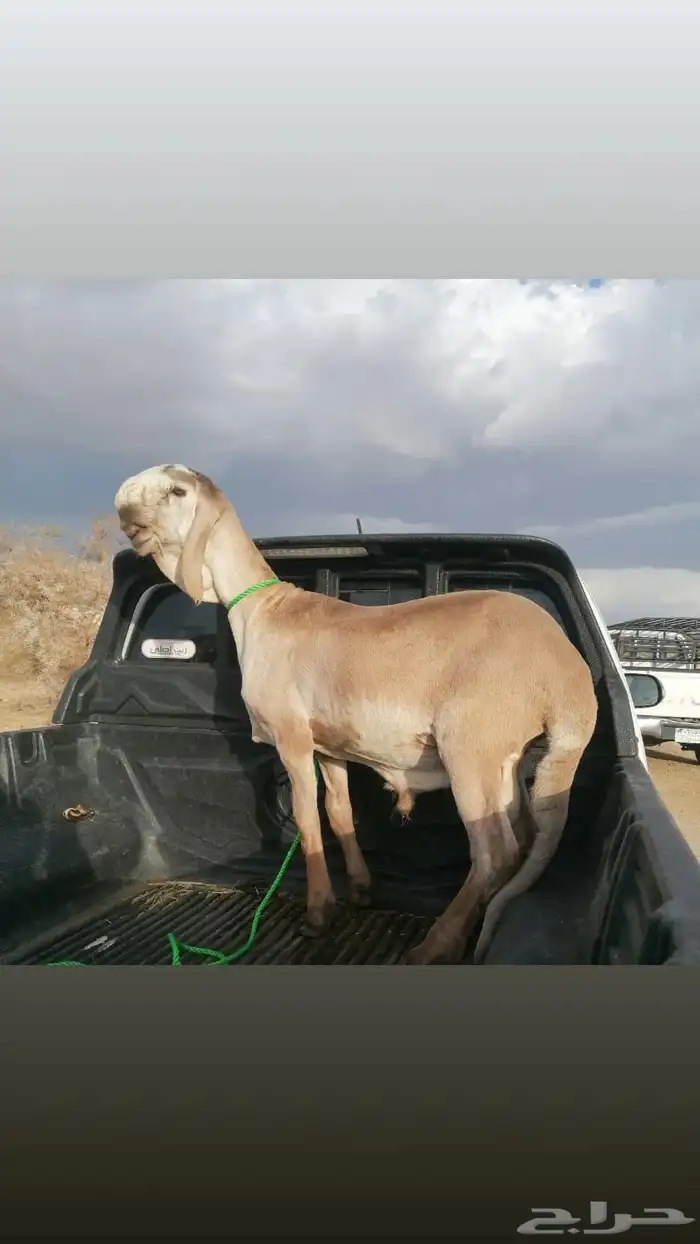 فحل درماني صنف الصنف وخصم نادر 5