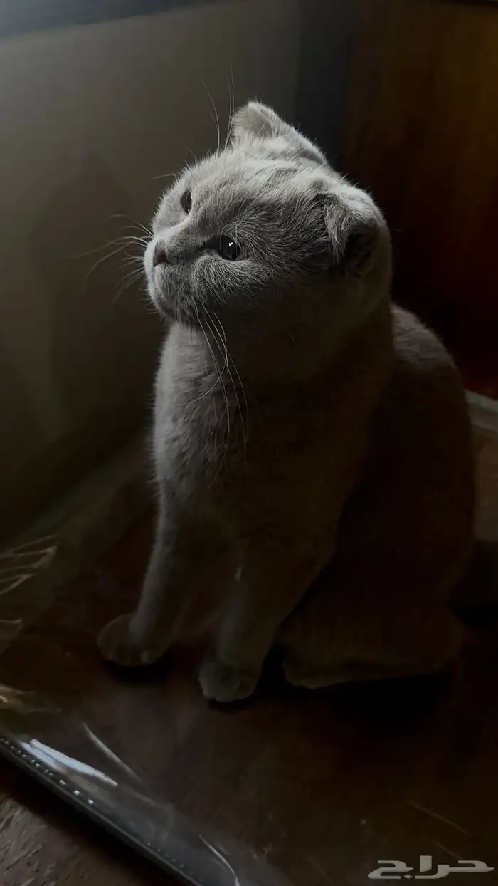 قطة انثى للتزاوج 0