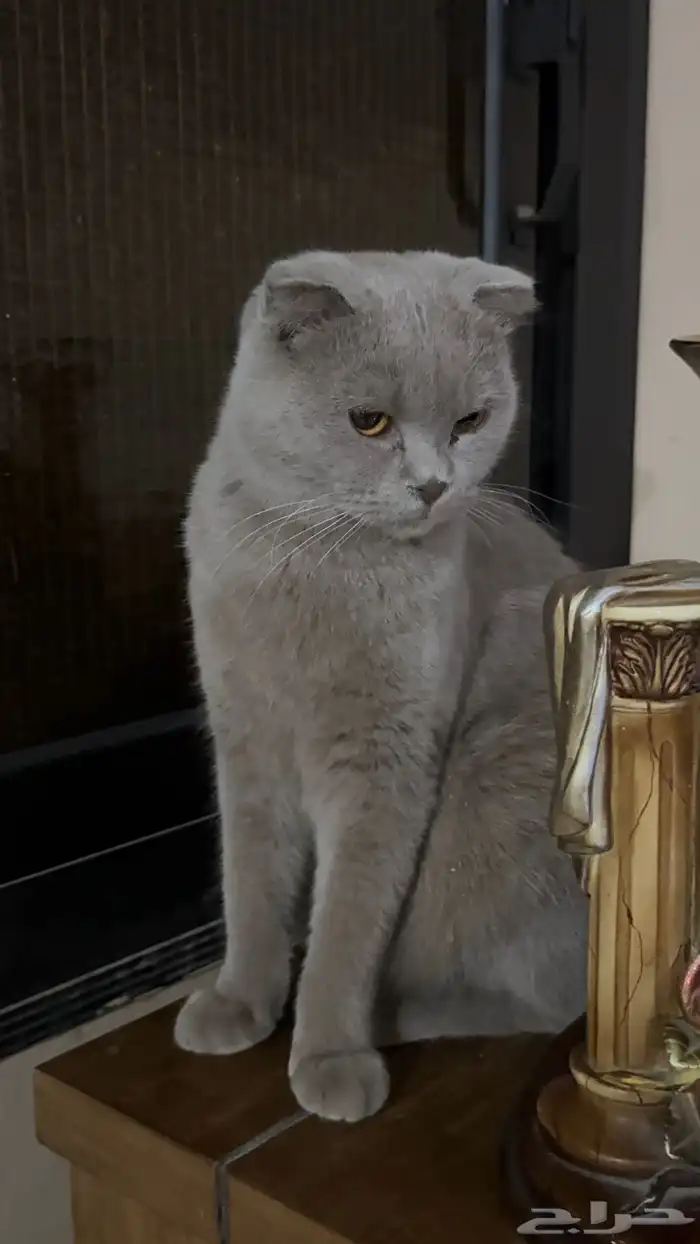 قطة انثى للتزاوج 1