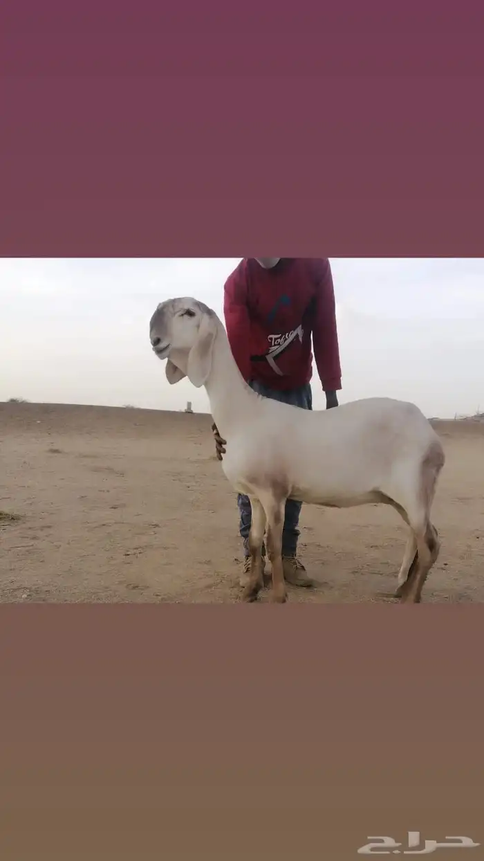 فحل درماني صنف الصنف وخصم نادر 3