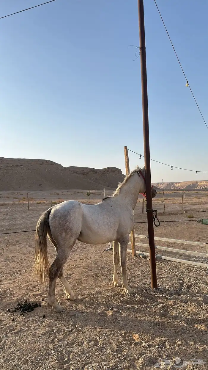 خيل 2
