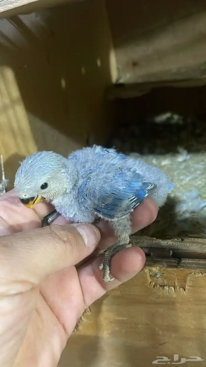 فرغ روز لونه ازرق 0