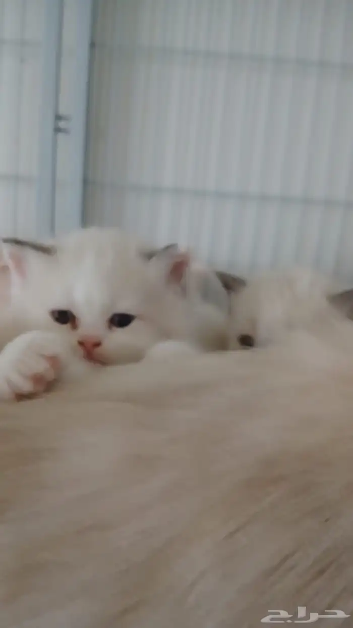 راغدول للبيع بالرياض 4