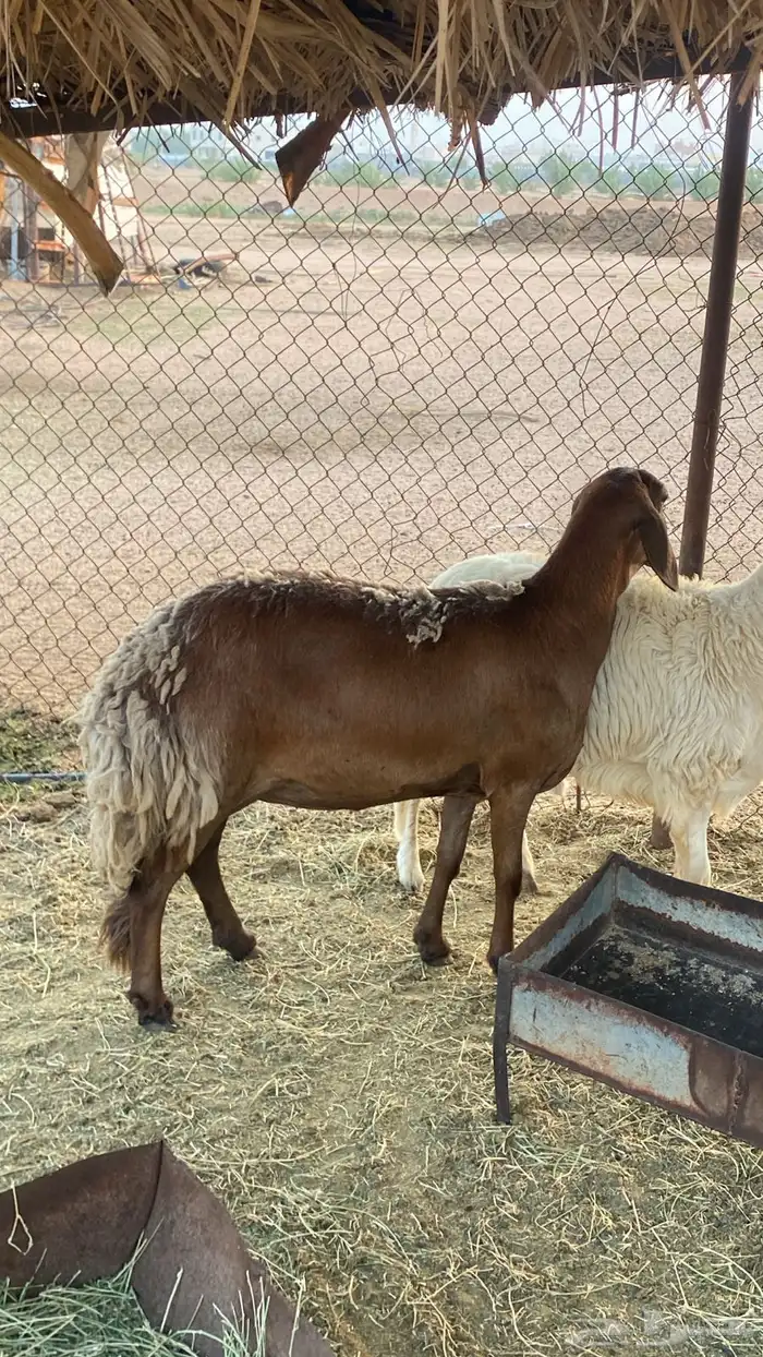 نعجه للبيع حايل 1