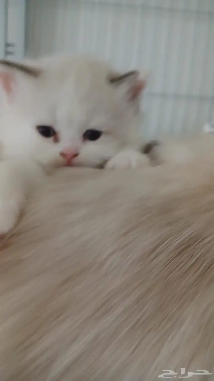 راغدول للبيع بالرياض 5