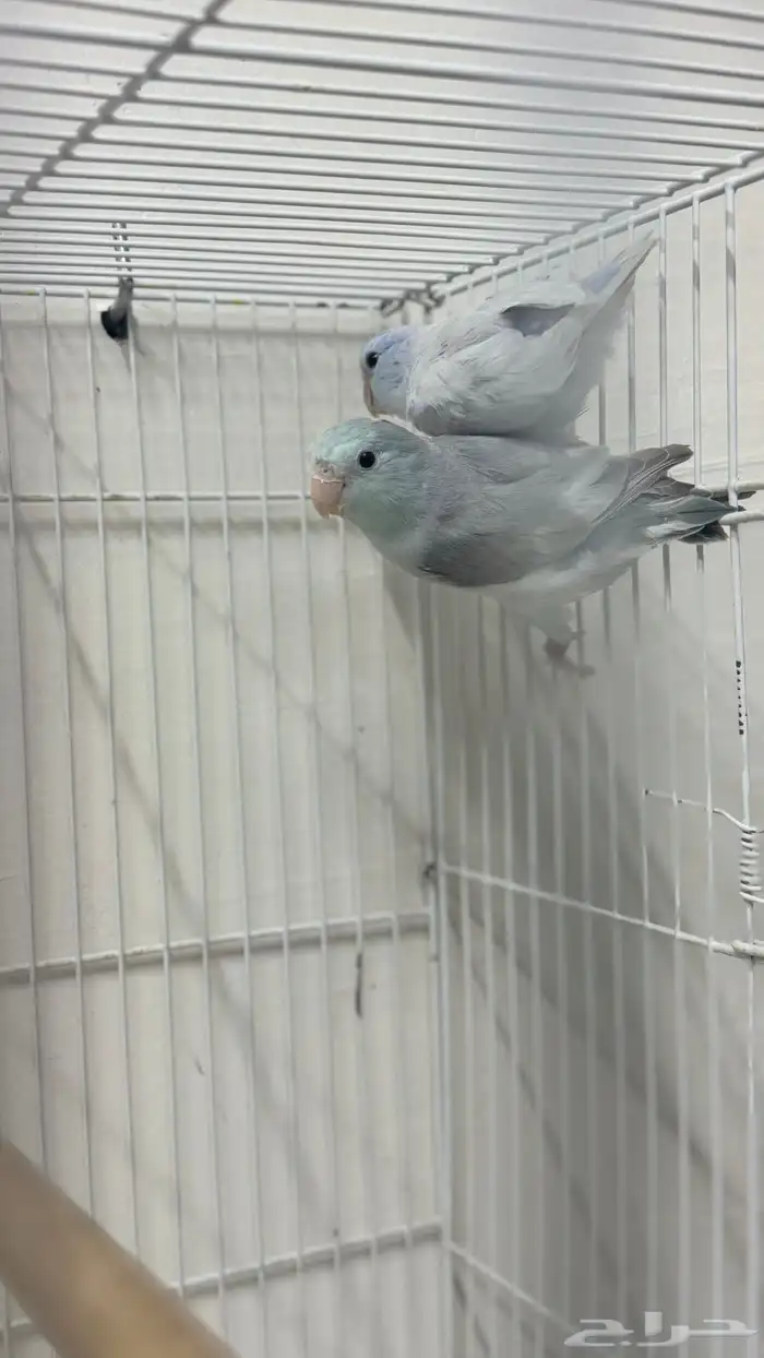 زوج بارتوليت نوادر 0