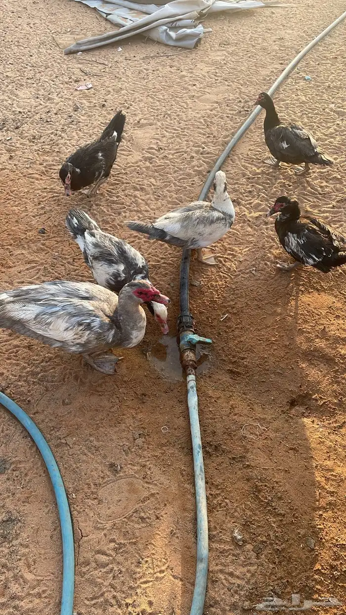 بط بح العدد 7 1