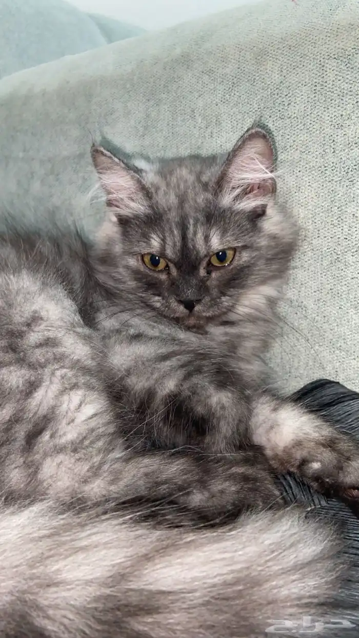 قطه شيرازي عمر 4 شهور 1