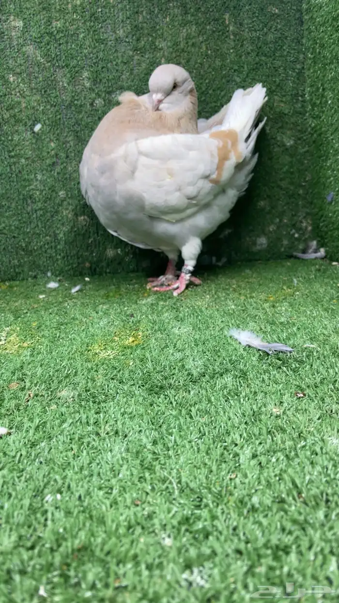 جوز مودينا كنق تم البيع تم البيع 1