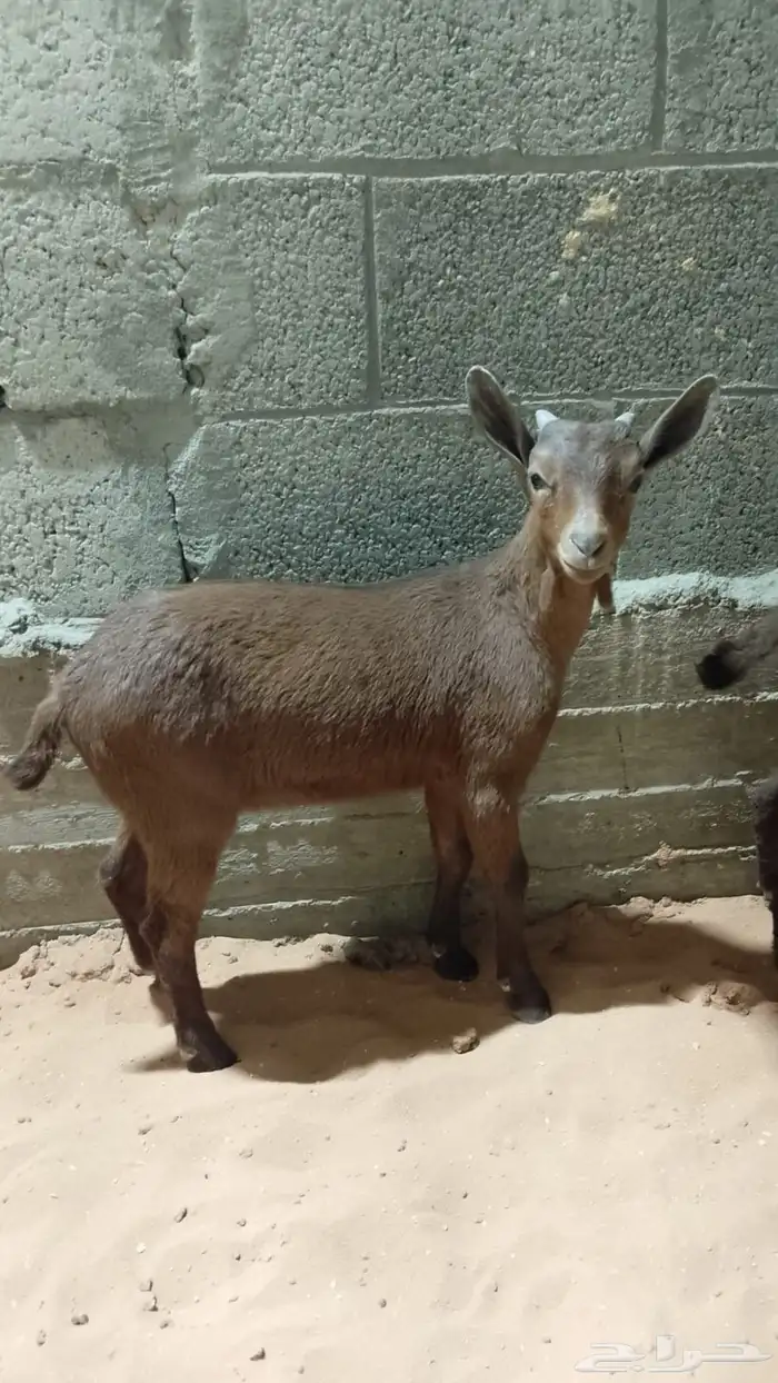 تيوس مورسيانو 2