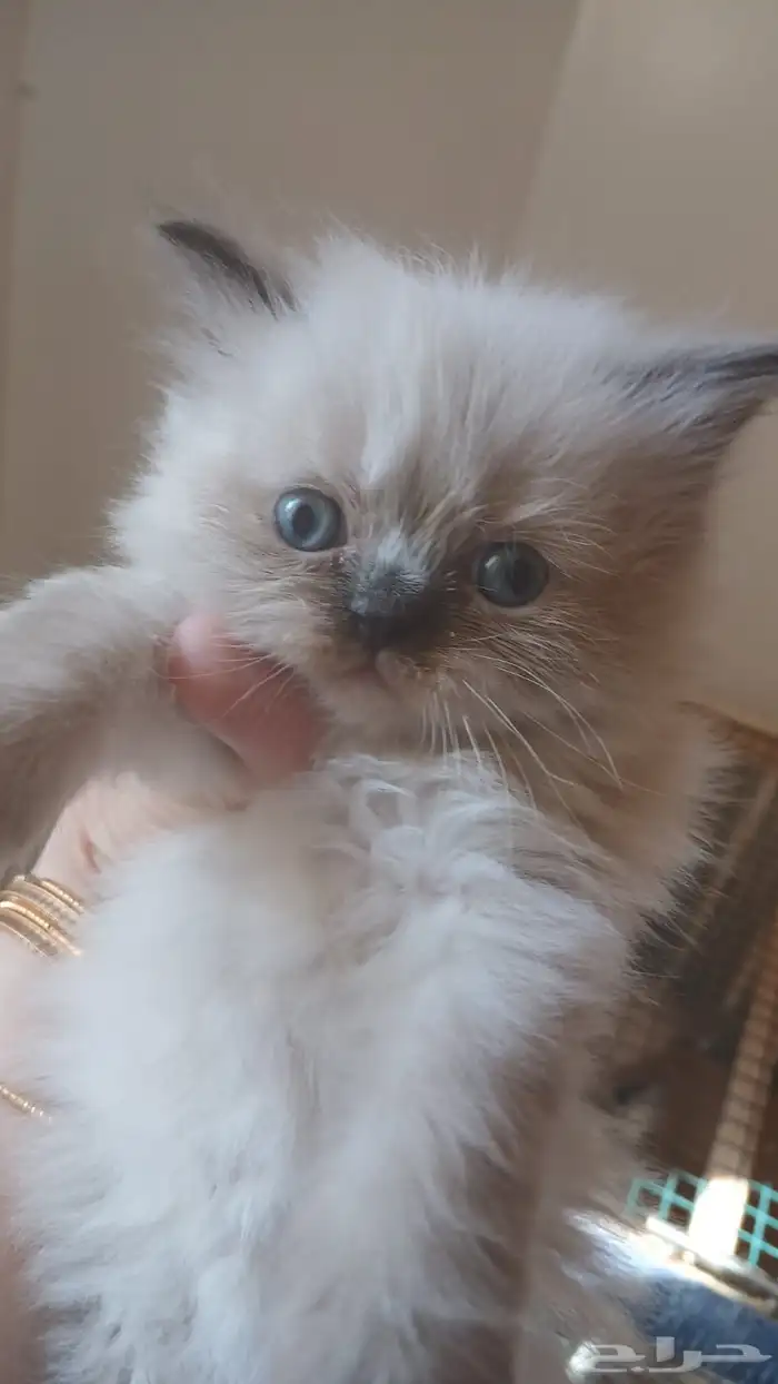 راغدول للبيع بالرياض 0