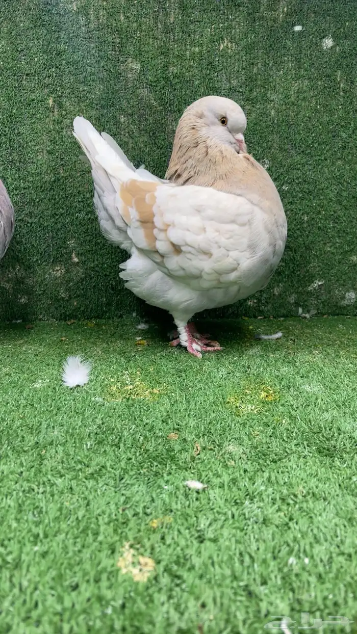 جوز مودينا كنق تم البيع تم البيع 4