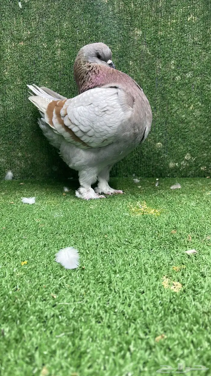 جوز مودينا كنق تم البيع تم البيع 2