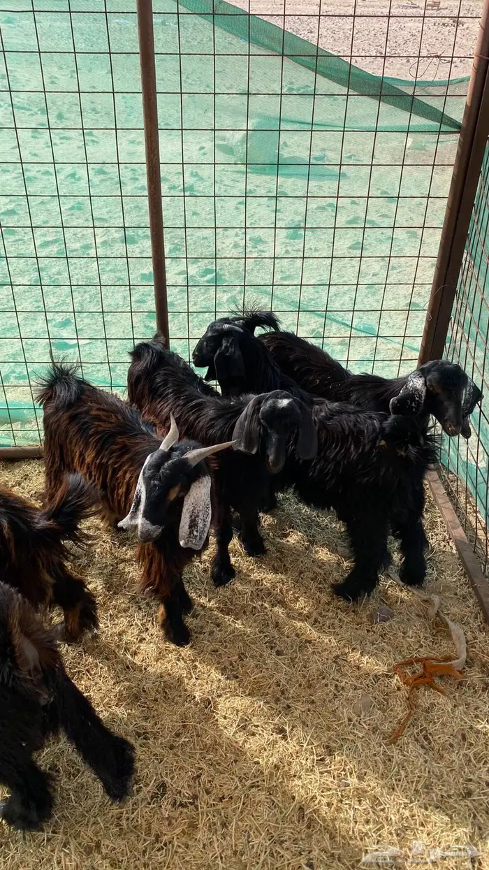 2 تيوس وجفرة ثلاجه 0