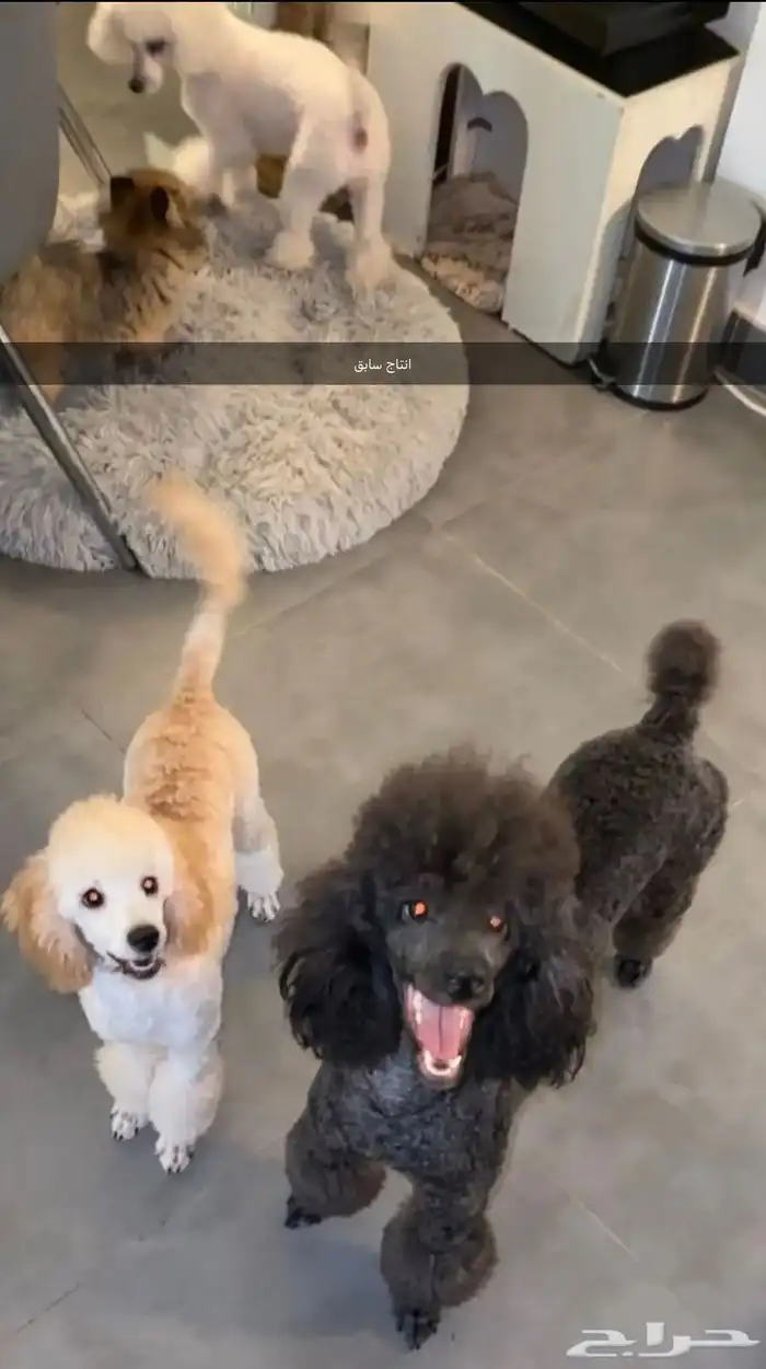 للبيع جراء بودل مستويات 2